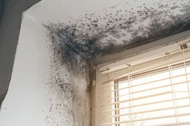 Affordable Mold Inspection And Testing solutions in Sidman, PA